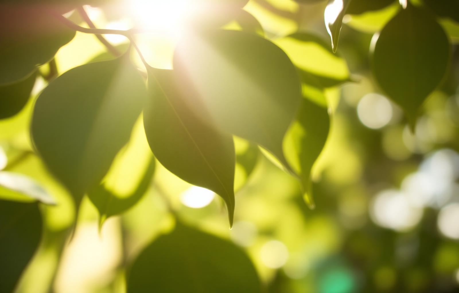Sunlight filtering through soft green leaves